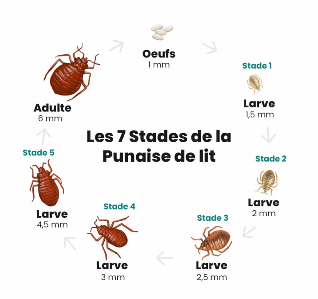 diagramme cycle de vie de la punaise de lit izi nuisibles 1024x962 1