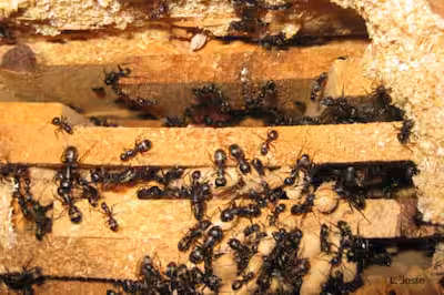 fourmis