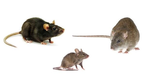 images rats