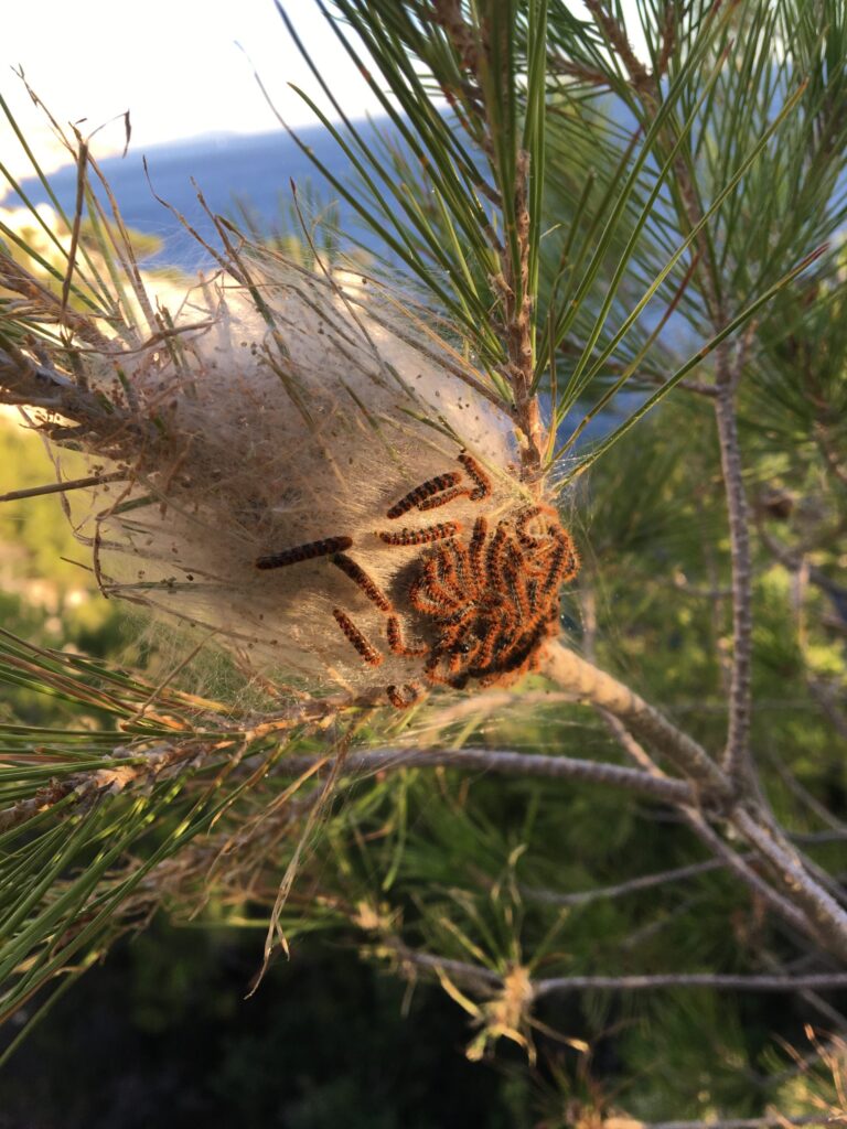 processionnaires du pin